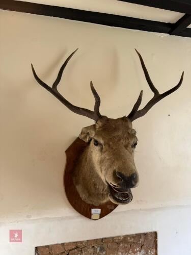 1910 ROARING RED STAG HEAD