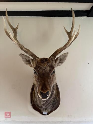 SIKCE STAGS HEAD ON WOODEN SHIELD