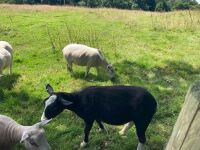 1 X ZWARBTLE X CONTINENTAL EWE