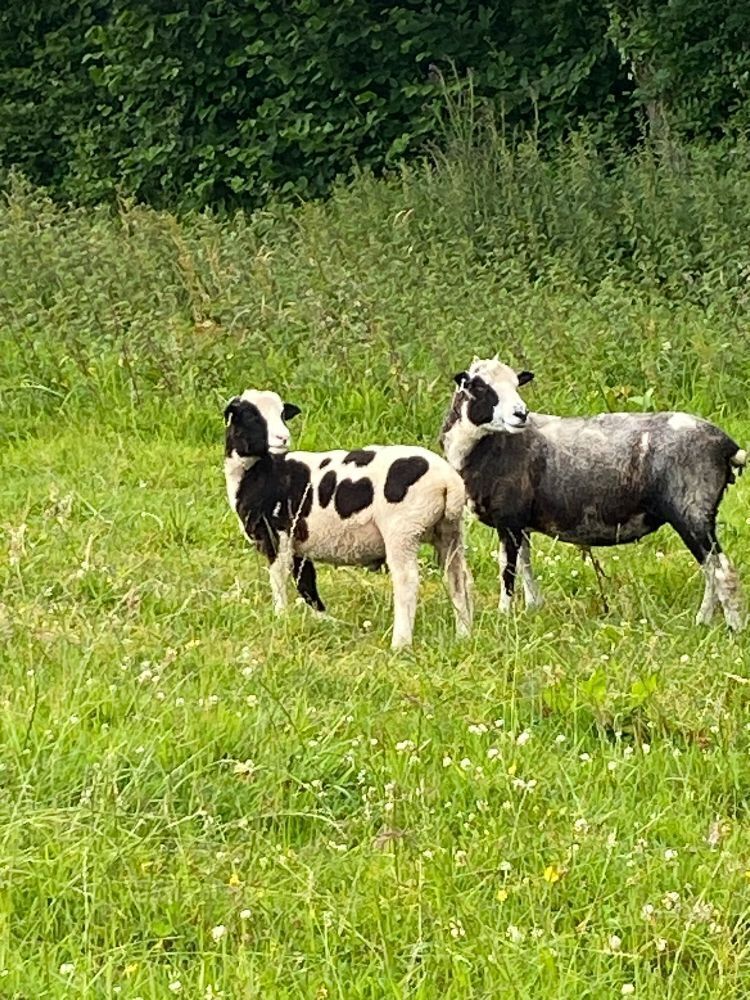 2T JACOB X EWE & LAMB