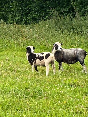 2T JACOB X EWE & LAMB