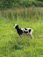 2T JACOB X EWE & LAMB - 2