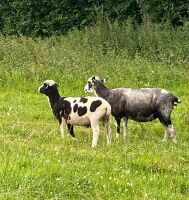 2T JACOB X EWE & LAMB - 3