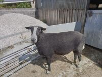 PEDIGREE FM ZWARTBLE RAM - 2