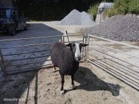 PEDIGREE FM ZWARTBLE RAM - 3