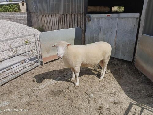 4T DORSET TEASER RAM