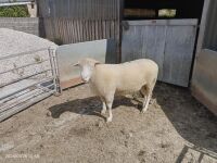 4T DORSET TEASER RAM