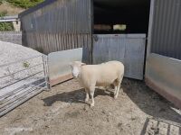 4T DORSET TEASER RAM - 2