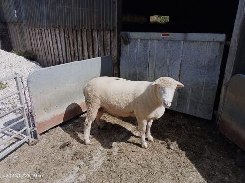 4T DORSET TEASER RAM