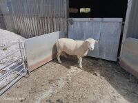 4T DORSET TEASER RAM - 2
