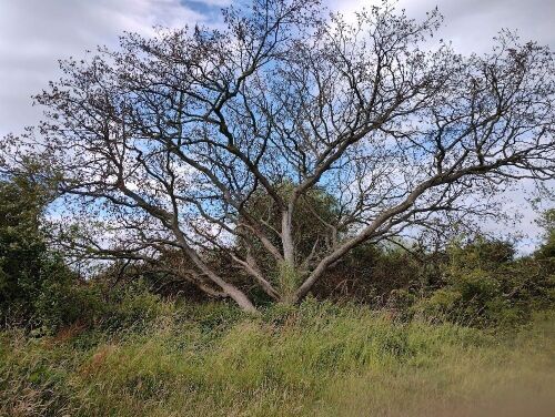 FALLEN OAK TREE