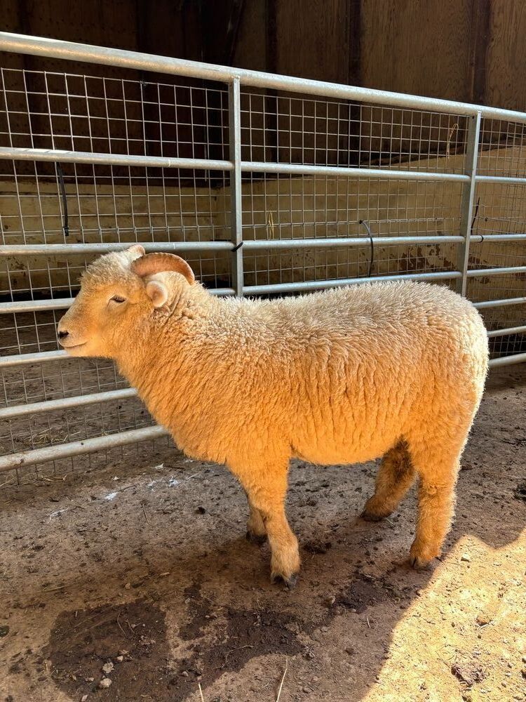 4 PURE BRED EXMOOR HORN EWE LAMBS