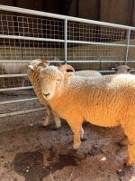 4 PURE BRED EXMOOR HORN EWE LAMBS - 3