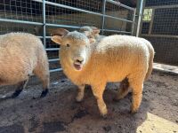 3 PURE BRED EXMOOR HORN EWE LAMBS - 2
