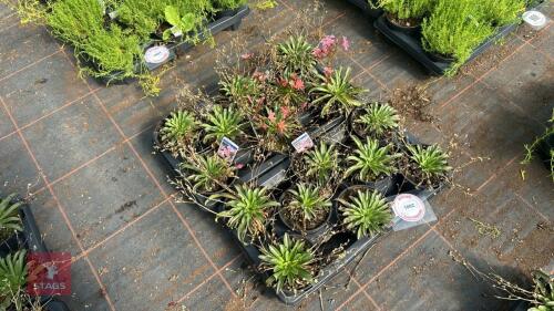 16 LEWISIA 'LITTLE PLUM'