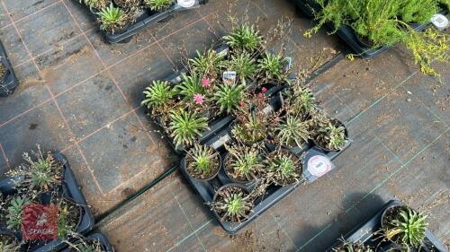 16 LEWISIA 'LITTLE PLUM'