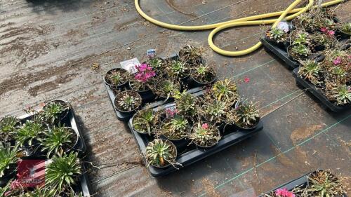 16 LEWISIA 'LITTLE RASPBERRY'