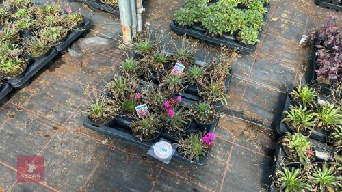 16 LEWISIA 'LITTLE RASPBERRY'