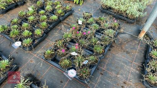 24 LEWISIA 'LITTLE RASPBERRY'