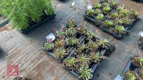 16 LEWISIA 'LITTLE RASPBERRY'