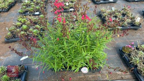 8 PENSTEMON 'FIREBIRD'
