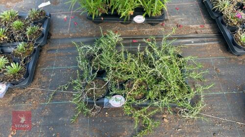 7 ROSMARINUS OFFICINALIS PROSTRATA