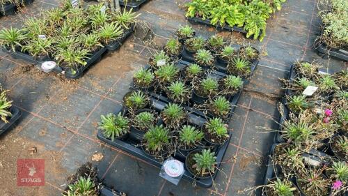 24 LEWISIA 'LITTLE MANGO'