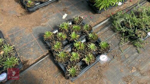 16 LEWISIA 'LITTLE MANGO'