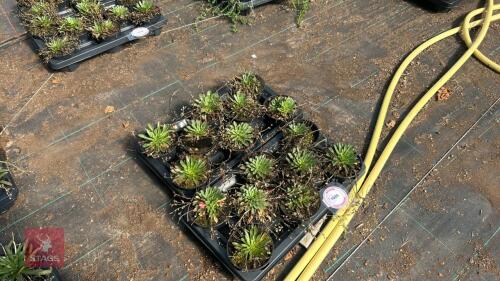 16 LEWISIA 'LITTLE MANGO'