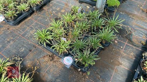 16 LEWISIA 'LITTLE PEACH'