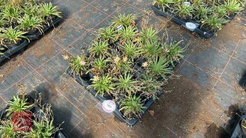 16 LEWISIA 'LITTLE PEACH'