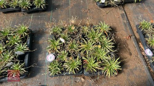 16 LEWISIA 'LITTLE PEACH'