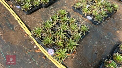 16 LEWISIA 'LITTLE PEACH'