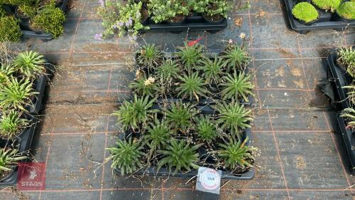 16 LEWISIA 'LITTLE PEACH'