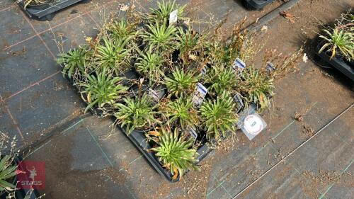 16 LEWISIA 'LITTLE PEACH'
