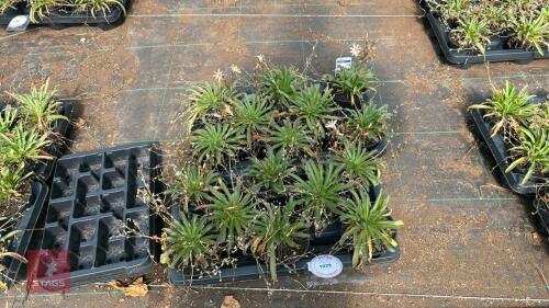 16 LEWISIA 'LITTLE PEACH'