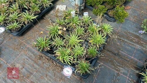 16 LEWISIA 'LITTLE PEACH'