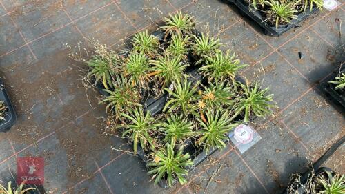 16 LEWISIA 'LITTLE PEACH'