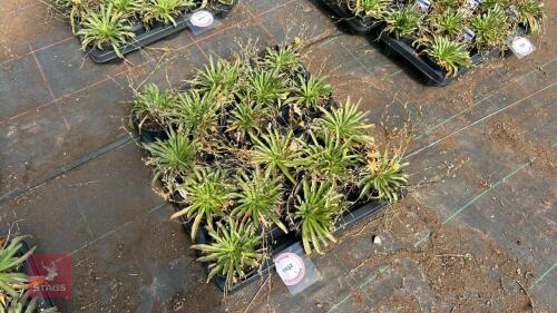 16 LEWISIA 'LITTLE PEACH'
