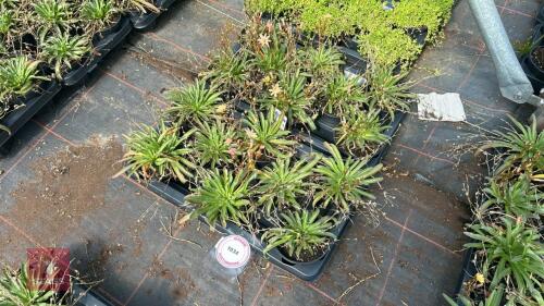 16 LEWISIA 'LITTLE PEACH'