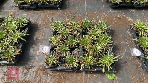 16 LEWISIA 'LITTLE PEACH'