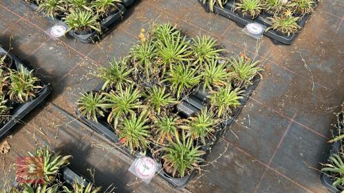 16 LEWISIA 'LITTLE PEACH'