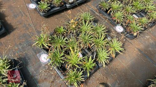 16 LEWISIA 'LITTLE PEACH'