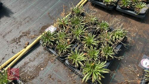 16 LEWISIA 'LITTLE PEACH'