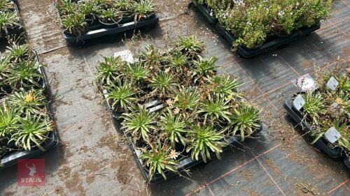 16 LEWISIA 'LITTLE PEACH'