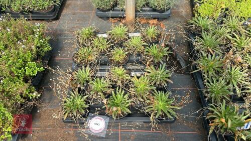 16 LEWISIA 'LITTLE PEACH'