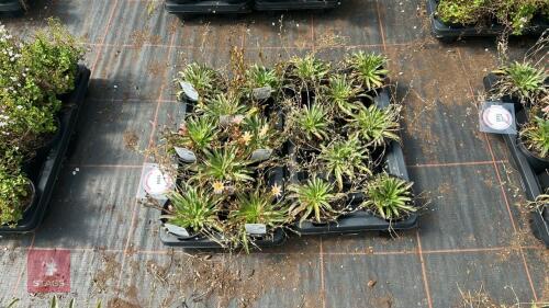 16 LEWISIA 'LITTLE PEACH'