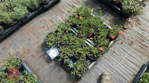 16 DELOSPERMA 'OCEAN SUNSET ORANGE GLOW'