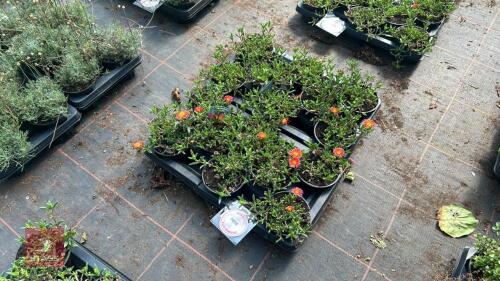 16 DELOSPERMA 'OCEAN SUNSET ORANGE GLOW'