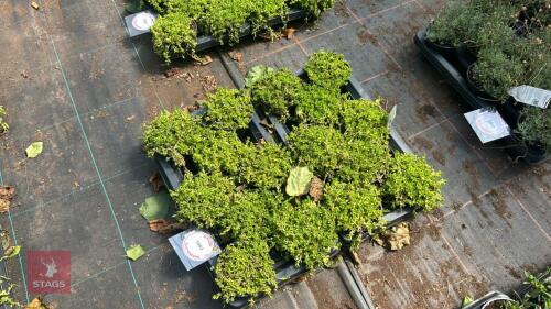 16 DELOSPERMA 'NUBIGENUM'
